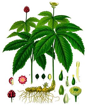 Hydrastis canadensis Köhler–s Medizinal Pflanzen 209