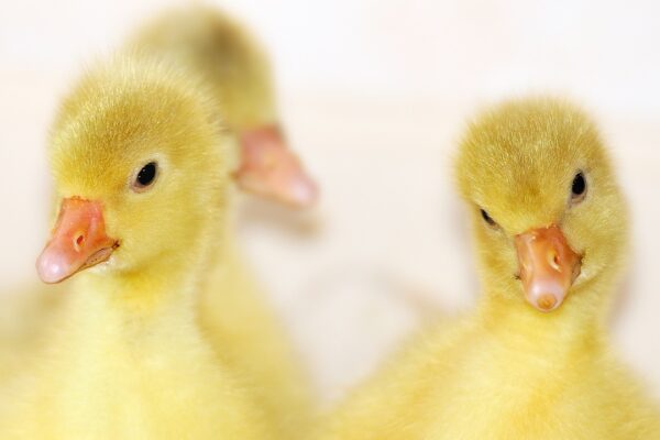 chicks 1788230 1280