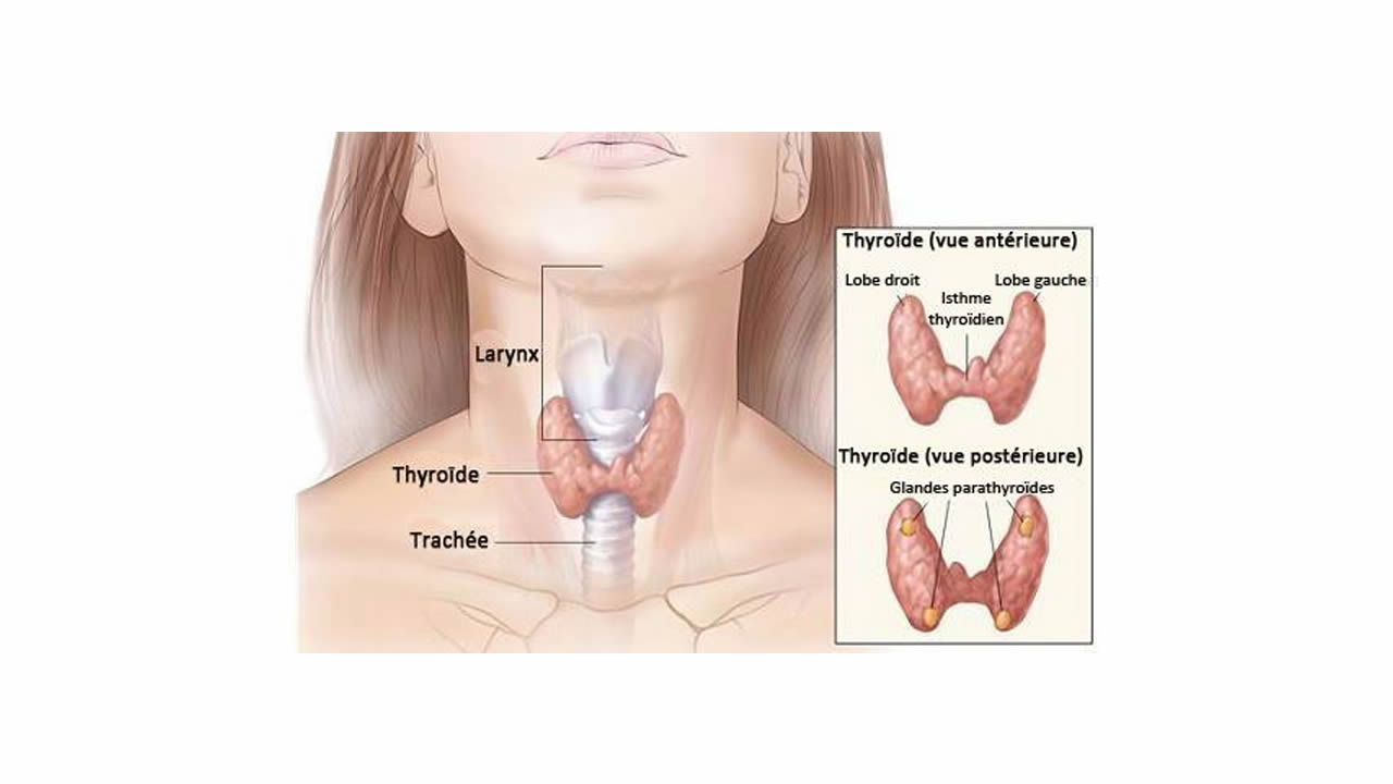 Quand la thyroïde se dérègle